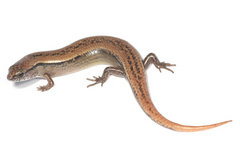 �إꥰ���ҥ�ȥ���