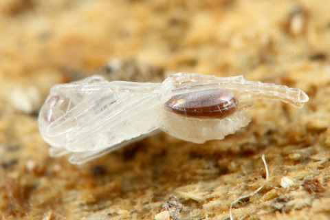 ケブカアメイロアリ