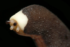 ���ܥ��ܥʥ᥯��