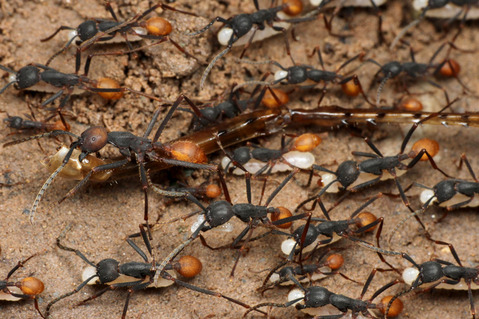 �С������륰�󥿥�����Eciton burchellii