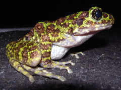 ¥¤¥·¥«¥ï¥¬¥¨¥ë