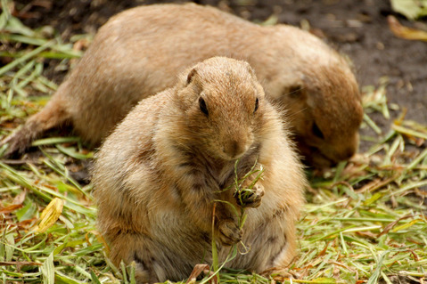プレーリードック
