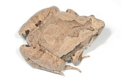 �ҥᥢ�ޥ�����