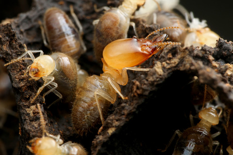 ���ƤΥ�������