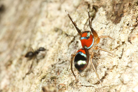 ¥«¥é¥ª¥Ó¥Ï¥¨¥È¥ê