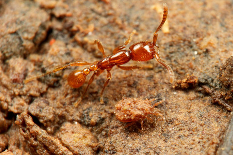 �ҥᥰ�󥿥�����Neivamyrmex sp.