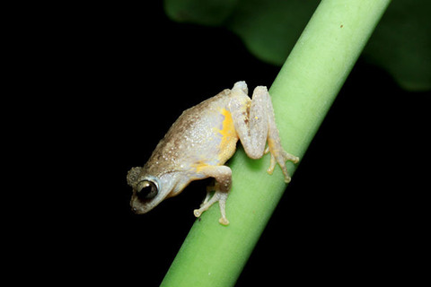 �����ե��󥬡�������