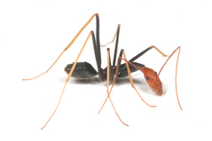 �����ʥ��ߥĥ���