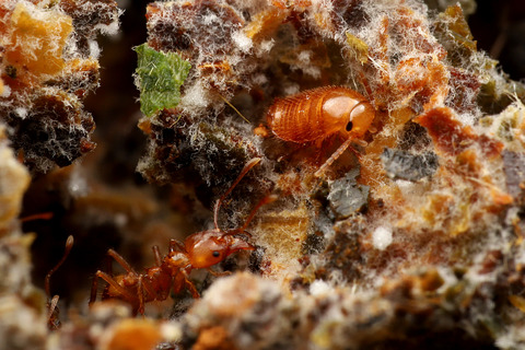Attaphila sp.