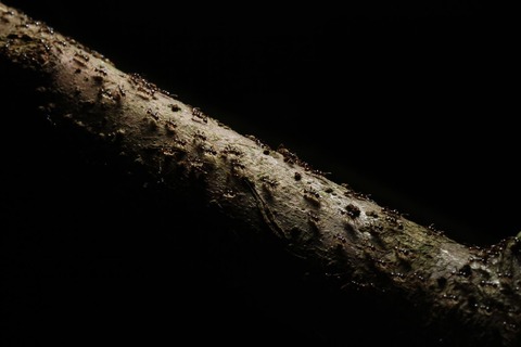 ヒメサスライアリ