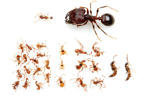 ¥è¥³¥Å¥Ê¥¢¥ê¤ÈÊë¤é¤¹¥Ï¥Í¥«¥¯¥·