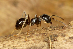 ��������ȥ��ᥤ��������