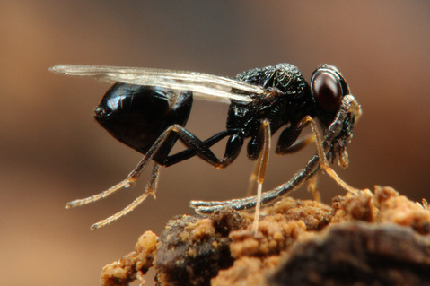 ヒメアリヤドリコバチ