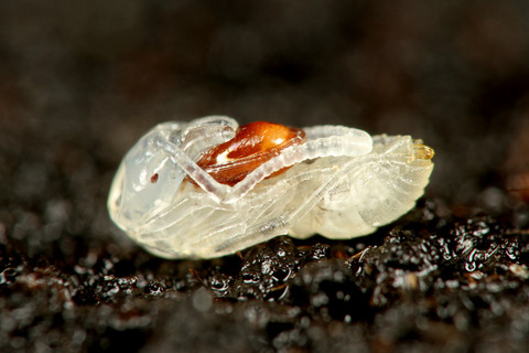 ��ʥ��˥������ȥ��ˤΰ��