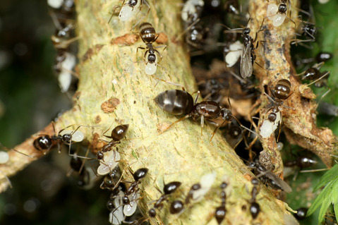 ヒメサスライアリの狩り