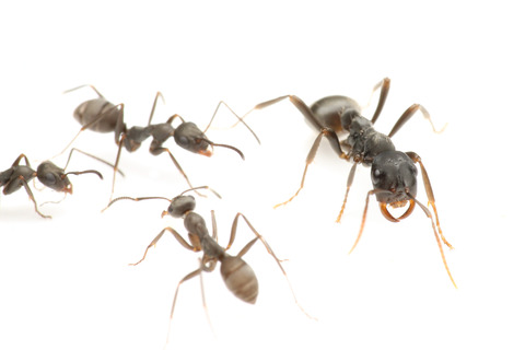 ����饤����