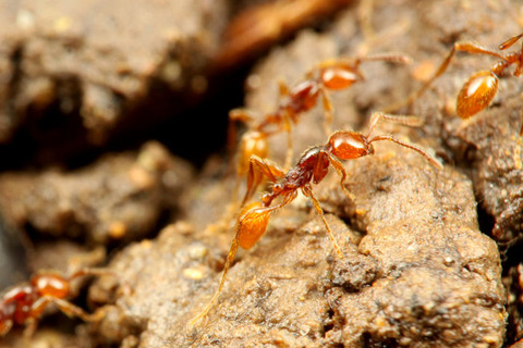 ���㥤���ҥ᥵���饤����