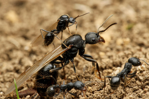 �����ʥ�����η뺧����