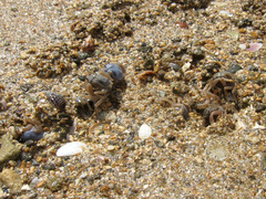 ����ĥ�����