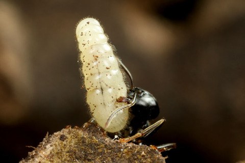 ���������ɥ�