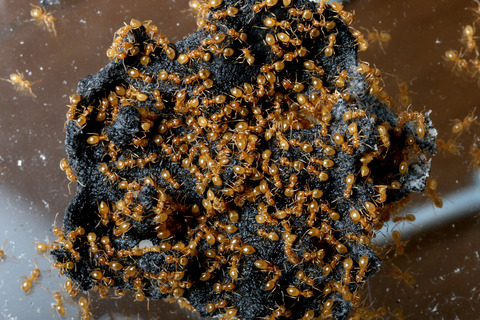 �����ȥ�������