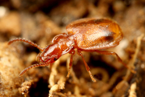 ���������ꥴ�ߥॷ