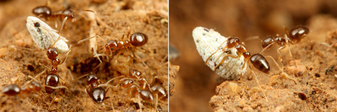 ¥¦¥ó¥«¡¡¥¢¥á¥¤¥í¥¢¥ê¤ÎÁã2