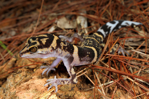 クメトカゲモドキ