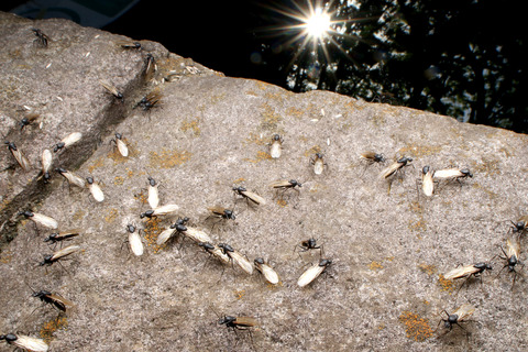 ¥¯¥í¥ª¥ª¥¢¥ê¤Î·ëº§Èô¹Ô