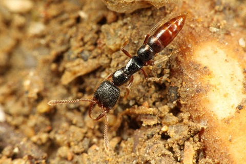 ¥Þ¥ì¡¼¥·¥¢¤Î¥Î¥³¥®¥ê¥Ï¥ê¥¢¥ê