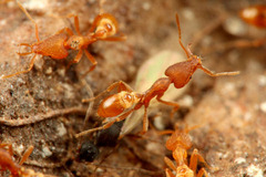 ¥¦¥í¥³¥¢¥ê