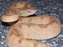 �������ޥϥ�