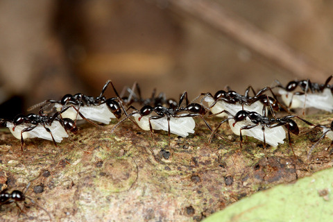 ヒメサスライアリ