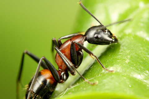 ムネアカオオアリ