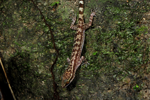イトコホソユビヤモリ Cyrtodactylus consobrinus