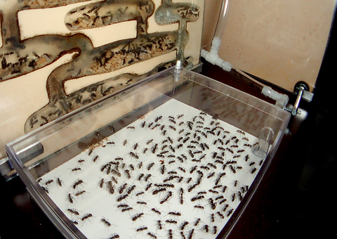 ����������������²