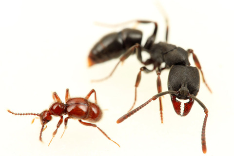 �ĥ��ޥϥꥢ��ȥ���ť��ॷ