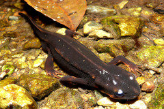 ���ꥱ�󥤥��