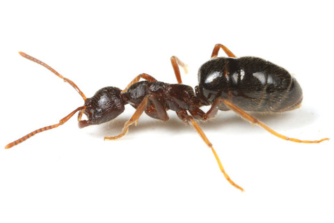 �ϥ���ϥꥢ��ν���