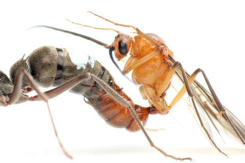 �ȥ������ϥꥢ��θ���