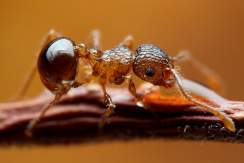 ���ߥᥢ��