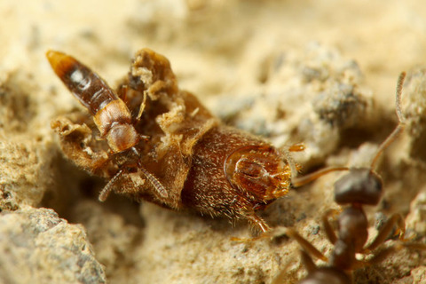 ナガアリヤドリLosiusa oxypodina