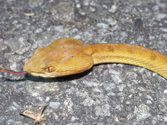 �������ޥϥ�