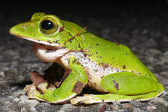 �����ʥ異��������