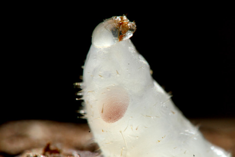 クワガタアリの蛹化