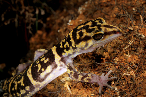 クメトカゲモドキ