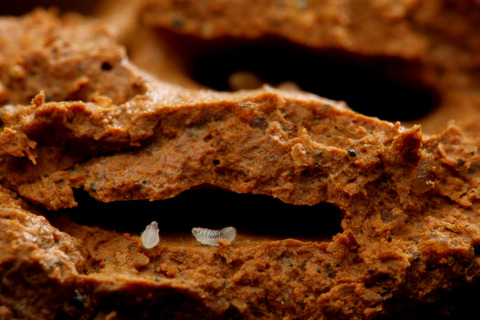 ヨツバアリ Ishigakicoccus shimadai