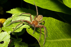 ホソミアシダカグモ