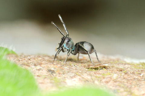 ���ӥϥ��ȥ�