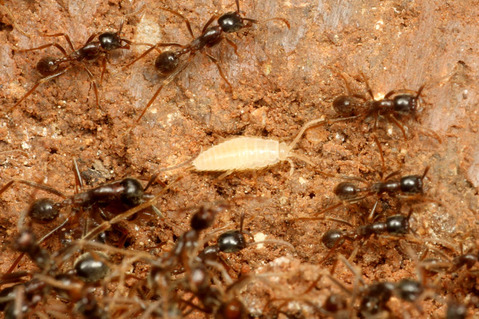 �ޥ륻���󥿥�����Labidus